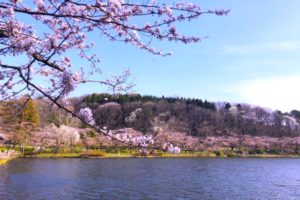 高松公園, 桜, 盛岡市, 岩手