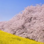 熊谷桜堤｜一目千本と呼ばれる荒川土手の桜並木と菜の花