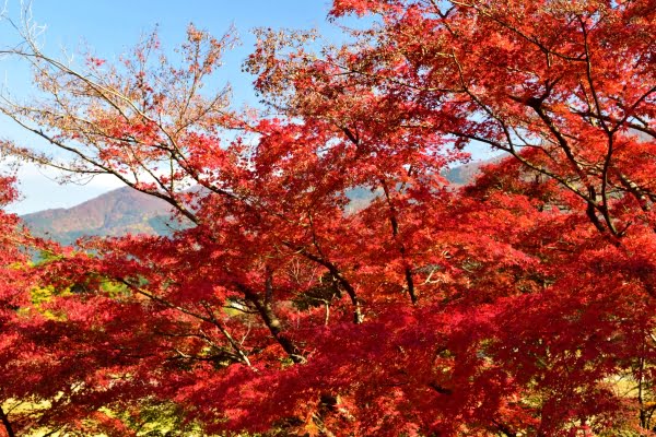村松公園の紅葉