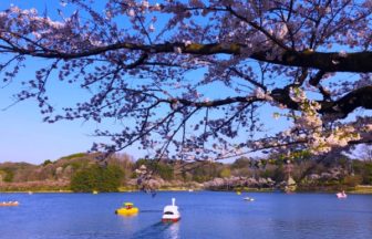岩手・高松公園の桜