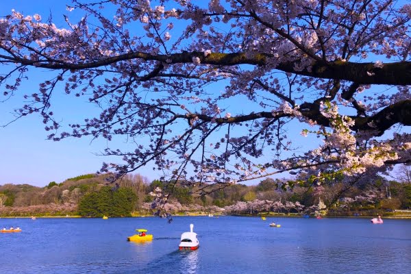 岩手・高松公園の桜