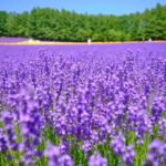 【富良野】ファーム富田｜日本で最も歴史のあるラベンダー畑！見頃・開花状況・アクセス・駐車場は？