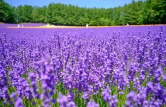 北海道・中富良野のファーム富田のラベンダー畑