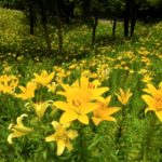 可睡ゆりの園｜200万輪のあざやかなユリが咲き誇る静岡・袋井のユリ園