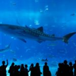 沖縄美ら海水族館｜ジンベエザメが悠々と泳ぐ大スケールの水族館！見どころ・アクセス・駐車場は？