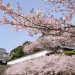 大村公園（玖島城跡）｜2024年桜の見頃・開花状況・ライトアップ・料金・アクセス・駐車場は？