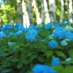 豊平公園（札幌）｜2024年アジサイの見頃・開花状況・アクセス・駐車場は？青いアジサイと白樺林が美しい公園