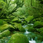 白谷雲水峡｜屋久島の苔むす緑の森はジブリ「もののけの姫」の世界！見どころ・アクセス・駐車場は？
