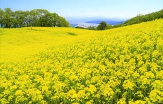 福島・喜多方市の三ノ倉高原菜の花畑2026