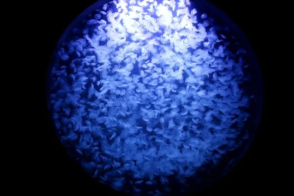 鶴岡市立加茂水族館のクラゲドリームシアター