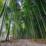 木曽川渡し場遊歩道｜600mの竹林が続く「かぐや姫の散歩道」