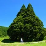 小杉の大杉「トトロの木」｜見どころ・アクセス・駐車場は？トトロに似ている樹齢1000年の巨杉