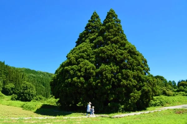 山形・小杉の大杉