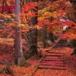 龍穏寺（京都・南丹）｜散り紅葉が美しい隠れた紅葉名所！2023年の紅葉見頃情報・アクセス・駐車場は？