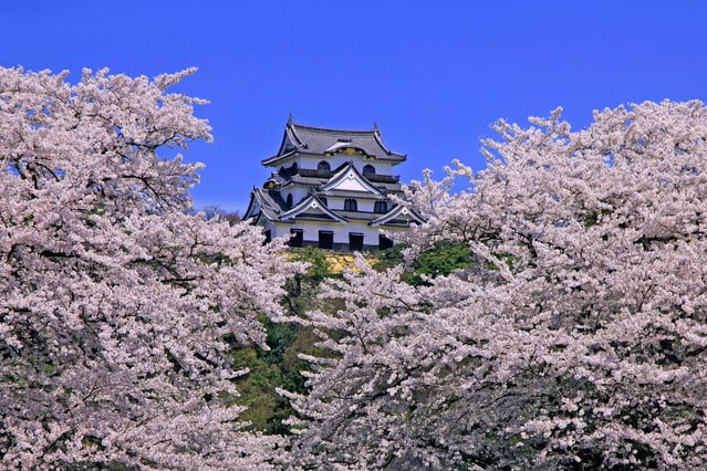 彦根城, 桜, 滋賀