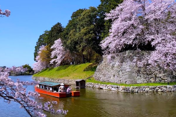 彦根城, 桜, 滋賀