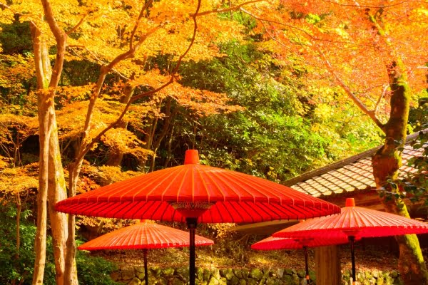 瑞宝寺公園, 紅葉, 神戸