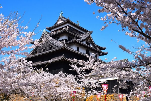 松江城, 桜, 島根