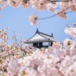 松山城｜2024年の桜の見頃・開花状況・ライトアップ・アクセス・駐車場は？桜が美しい現存天守