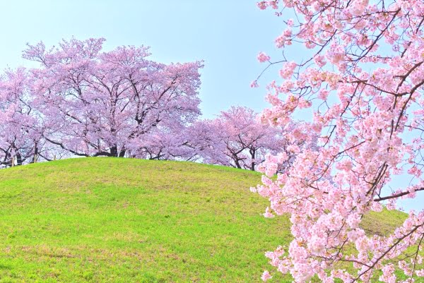 埼玉, さきたま古墳公園の桜