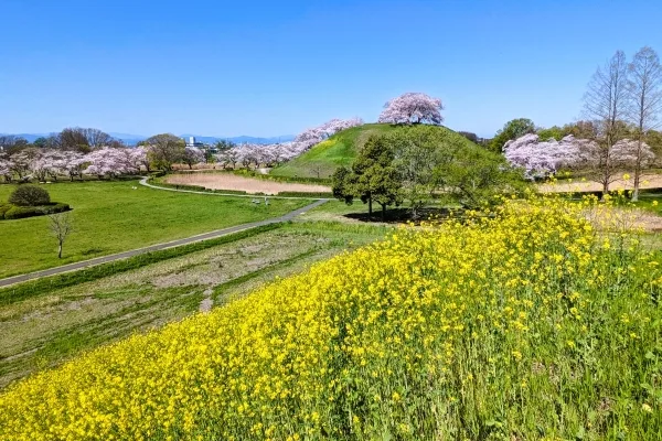 埼玉・行田のさきたま古墳公園の桜