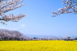 奈良, 藤原宮跡, 菜の花, 桜