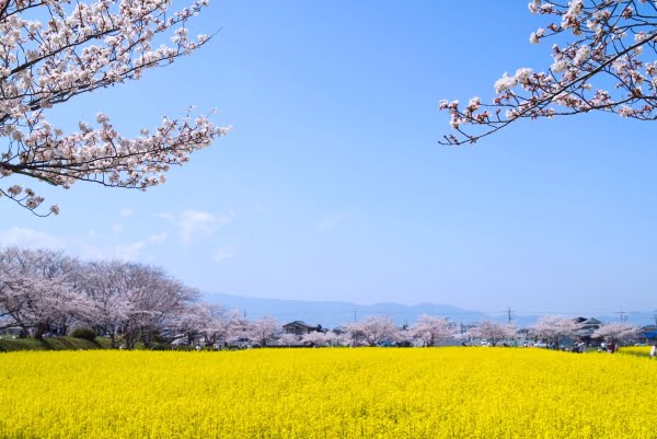 奈良, 藤原宮跡, 菜の花, 桜