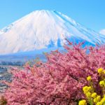 西平畑公園｜2023「まつだ桜まつり」開催！河津桜と菜の花と富士山の競演が美しい絶景