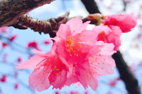 寒緋桜, 名護城公園, 沖縄