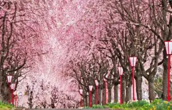 福島, 右輪台山のしだれ桜