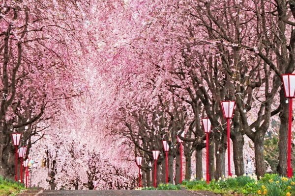 福島, 右輪台山のしだれ桜