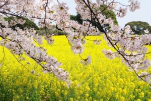 菜の花, 桜, のこのしまアイランドパーク, 能古島, 福岡