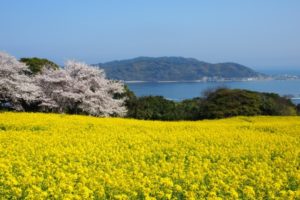 菜の花, 桜, のこのしまアイランドパーク, 能古島, 福岡