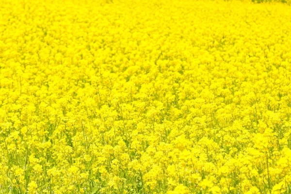 長野・飯山市の飯山菜の花公園