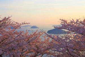 紫雲出山の桜, 三豊, 香川