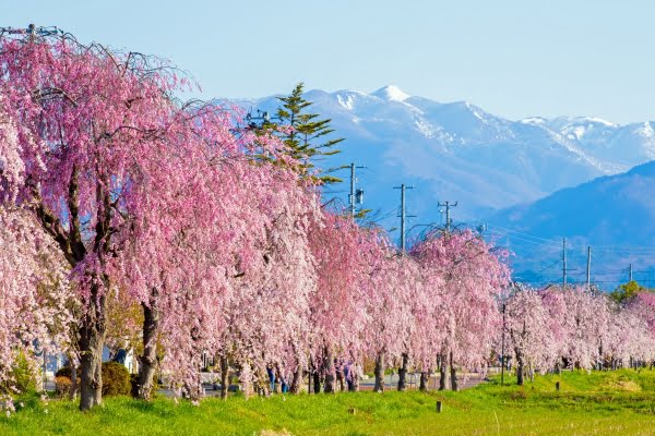 福島, 喜多方, 日中線しだれ桜並木