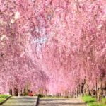 日中線しだれ桜並木（喜多方）｜2024年の桜の見頃・開花状況・ライトアップ・アクセス・駐車場は？