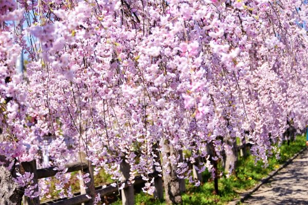 福島, 日中線しだれ桜並木