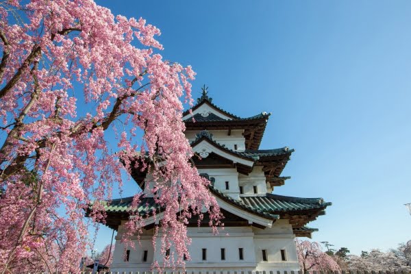弘前城, 桜, 青森