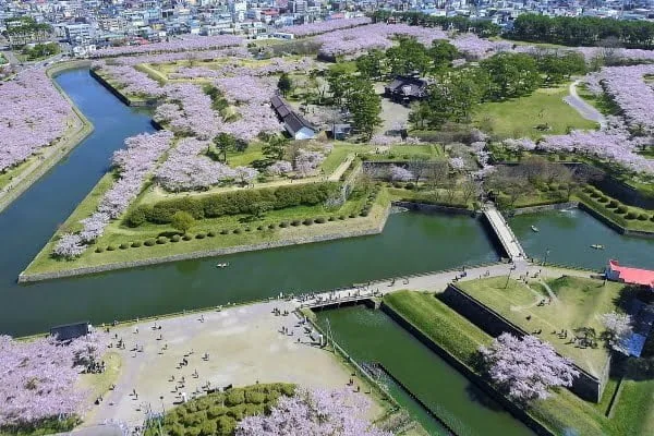 北海道函館市 五稜郭 郭内と堀沿いに広がる桜を上空から望む俯瞰の風景