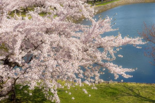 北海道, 五稜郭の桜