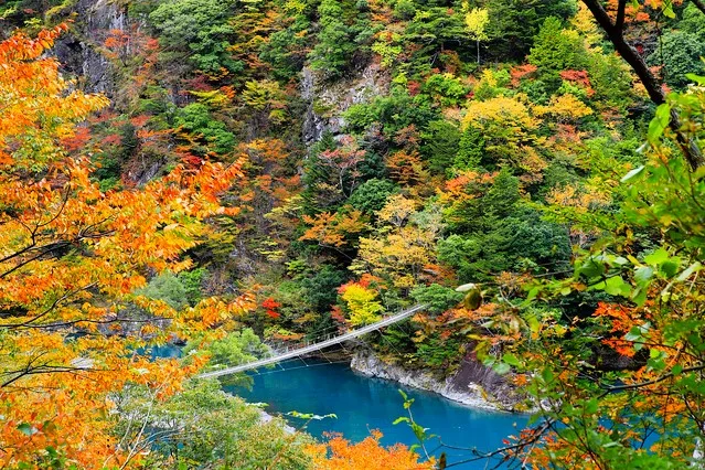 静岡・寸又峡「夢のつり橋」の紅葉