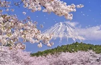 静岡, 岩本山公園, 桜