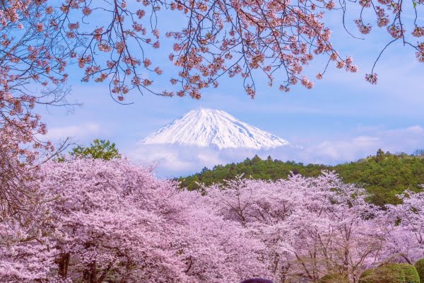 静岡, 岩本山公園, 桜