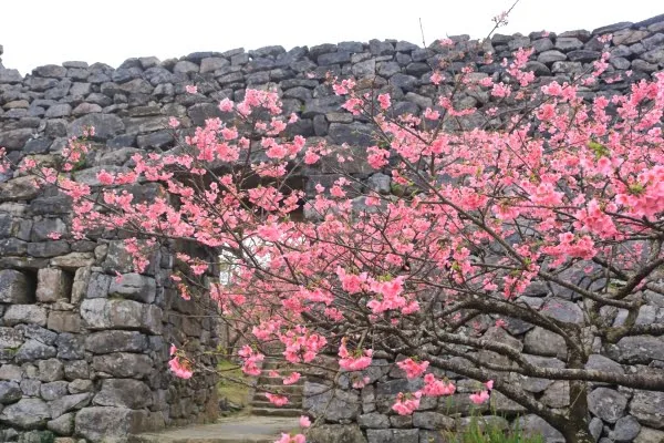 世界遺産・今帰仁城跡の寒緋桜2026