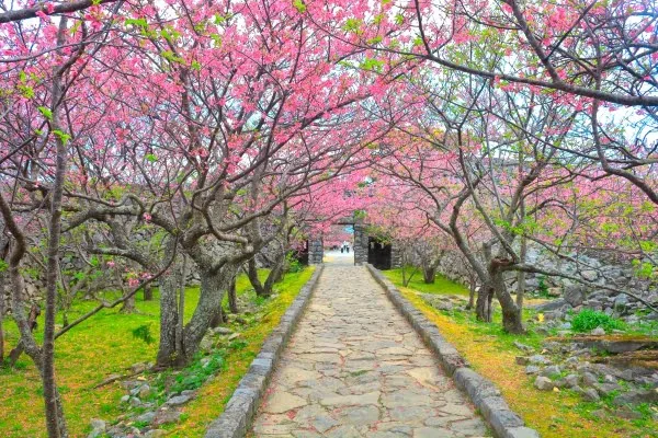 世界遺産・今帰仁城跡の寒緋桜