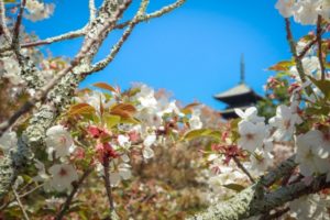 京都, 仁和寺, 御室桜