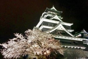 熊本城, 桜