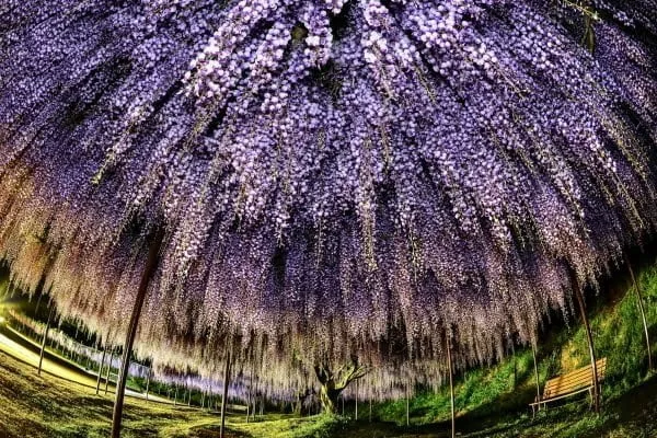 兵庫県丹波市 幻想的な紫色の世界を作り出す白毫寺の九尺藤のライトアップ