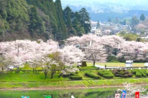 市房ダム湖, 桜, 水上村, 熊本